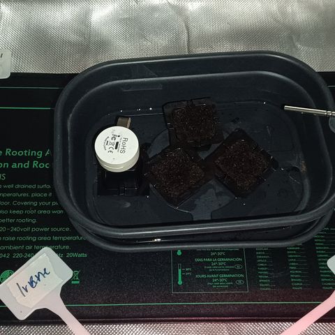 Royal Critical Auto Galaxy J. (3.) growlog photo: Keimlinge in Easy Plug gesetzt