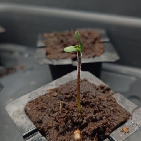 Royal Critical Auto Galaxy J. (3.) growlog timeline photo
