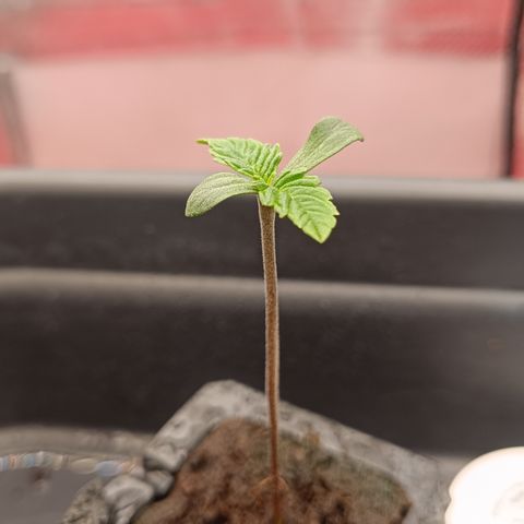 Royal Critical Auto Galaxy J. (3.) growlog timeline photo