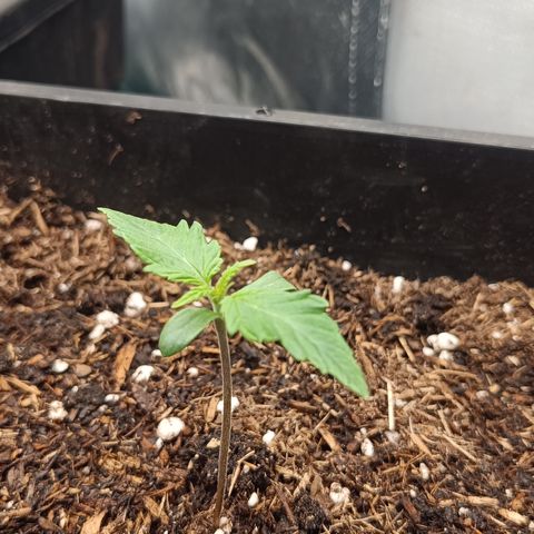 Royal Critical Auto Galaxy J. (3.) growlog timeline photo