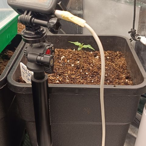 Royal Critical Auto Galaxy J. (3.) growlog timeline photo