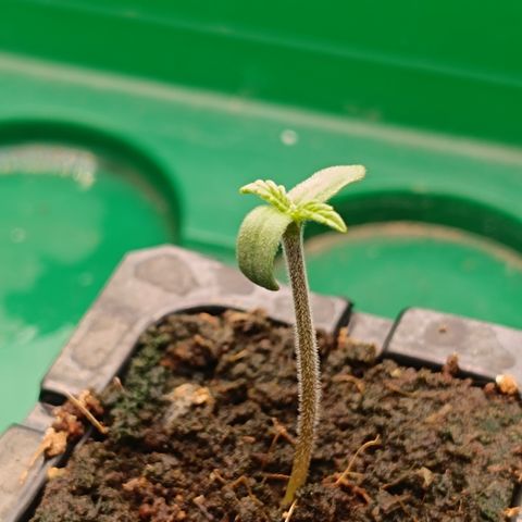 Watermelon Auto Doris (3.) growlog timeline photo