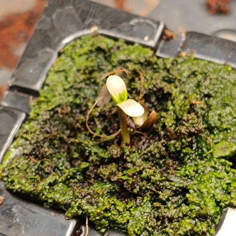 Watermelon Auto Betsy (3.) growlog timeline photo