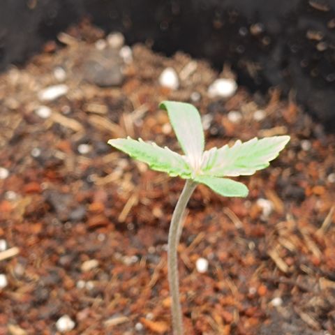 Watermelon Auto Doris (3.) growlog timeline photo