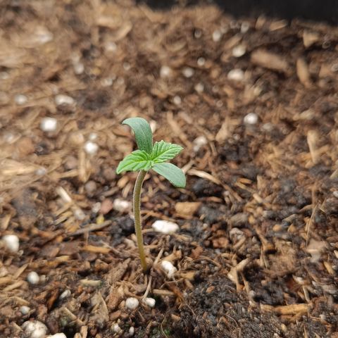 Watermelon Auto Betsy (3.) growlog timeline photo