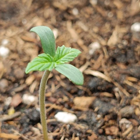 Watermelon Auto Betsy (3.) growlog timeline photo