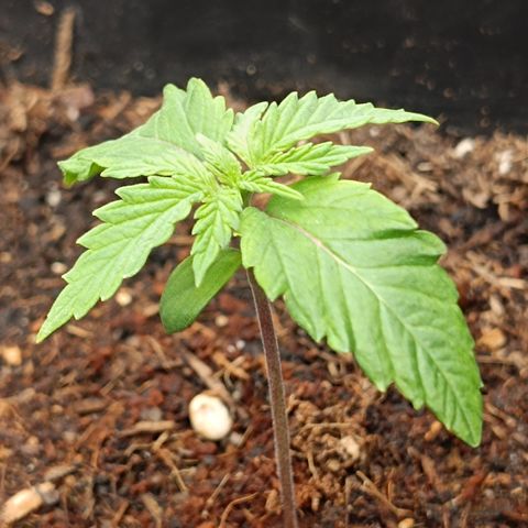 Royal Critical Auto Galaxy J. (3.) growlog timeline photo