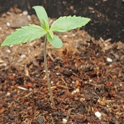 Watermelon Auto Doris (3.) growlog timeline photo