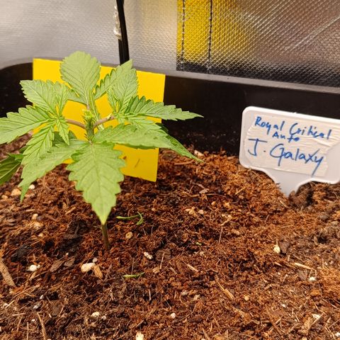 Royal Critical Auto Galaxy J. (3.) growlog timeline photo