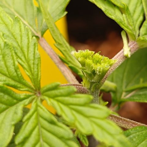 Royal Critical Auto Galaxy J. (3.) growlog timeline photo