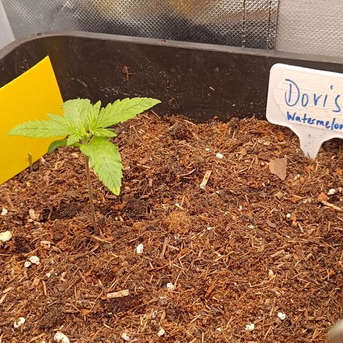 Watermelon Auto Doris (3.) growlog timeline photo