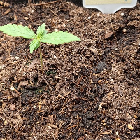 Watermelon Auto Betsy (3.) growlog timeline photo