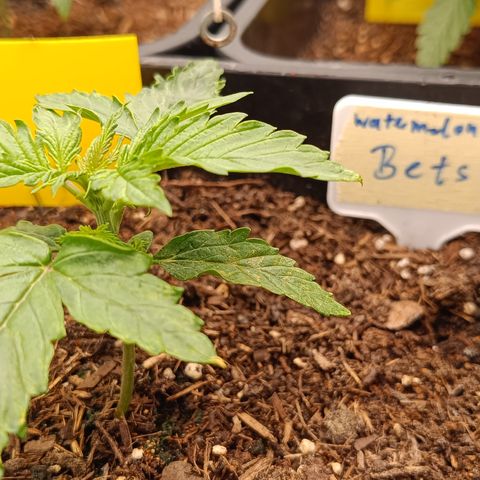 Watermelon Auto Betsy (3.) growlog timeline photo