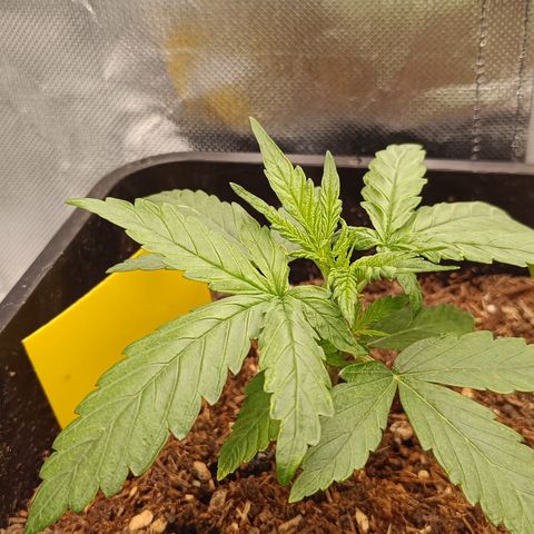 Watermelon Auto Doris (3.) growlog timeline photo