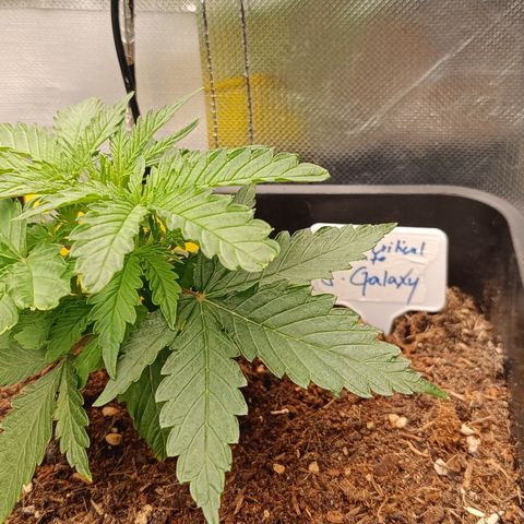 Royal Critical Auto Galaxy J. (3.) growlog timeline photo