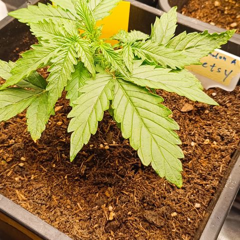 Watermelon Auto Betsy (3.) growlog timeline photo