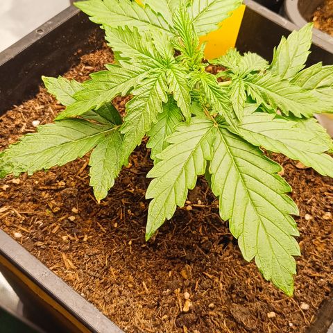 Watermelon Auto Betsy (3.) growlog timeline photo