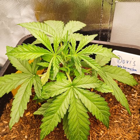 Watermelon Auto Doris (3.) growlog timeline photo