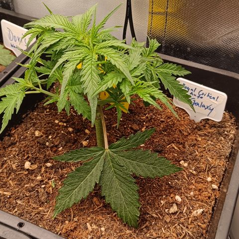 Royal Critical Auto Galaxy J. (3.) growlog timeline photo