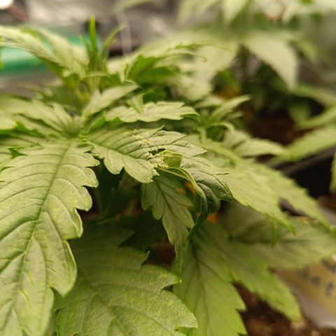 Watermelon Auto Betsy (3.) growlog photo: Adlerkrallen an der Blattspitze.
Vermutlich zuviel Dünger. Ph Wert im Sickerwasser bei 7,0. PH Messgerät zeigt 5,6.
Bei der nächsten Wässerung PH Down mit ins Wasser und kein Dünger.