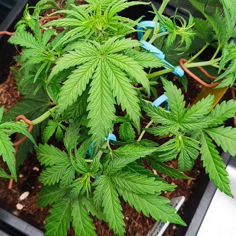 Royal Critical Auto Galaxy J. (3.) growlog photo: Etwas gebogen und entlaubt 