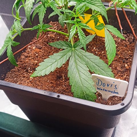 Watermelon Auto Doris (3.) growlog photo: Gebogen und entlaubt 