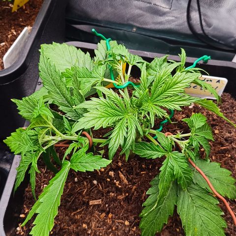 Watermelon Auto Betsy (3.) growlog photo: Gebogen und Entlaubt 