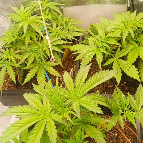 Royal Critical Auto Galaxy J. (3.) growlog photo: Pflanzen haben sich sehr gut erholt vom entlauben und biegen. Auch die Adlerkrallen und die Farbe sehen besser und satter aus.