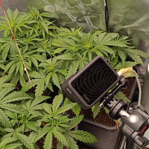Royal Critical Auto Galaxy J. (3.) growlog timeline photo