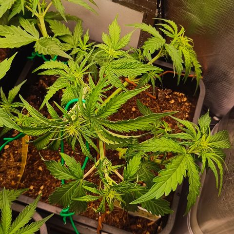 Watermelon Auto Betsy (3.) growlog timeline photo