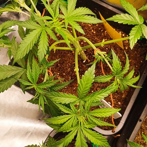 Watermelon Auto Doris (3.) growlog timeline photo