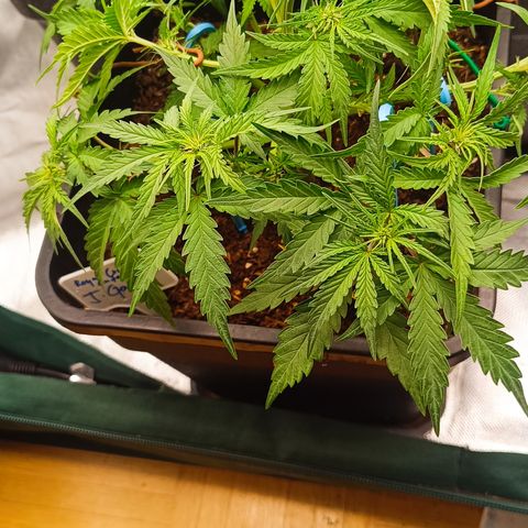 Royal Critical Auto Galaxy J. (3.) growlog timeline photo
