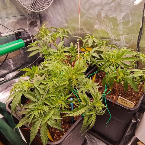Royal Critical Auto Galaxy J. (3.) growlog photo: Nach dem Entlauben und dem leichten Training.