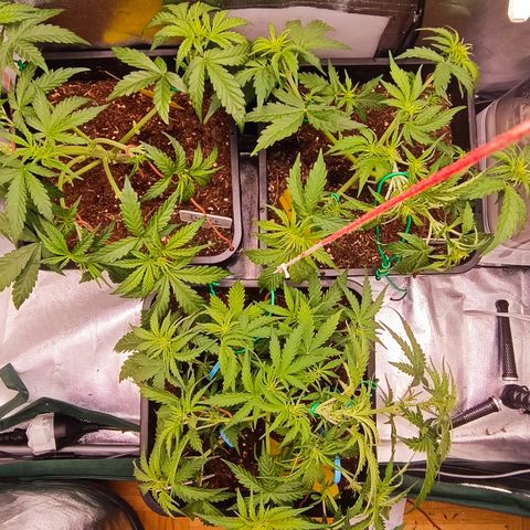 Royal Critical Auto Galaxy J. (3.) growlog photo: Nach dem Entlauben und dem leichten Training.