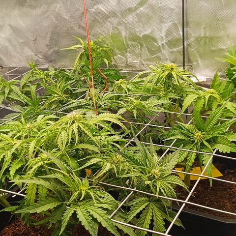 Royal Critical Auto Galaxy J. (3.) growlog photo: Nach dem Scrogen