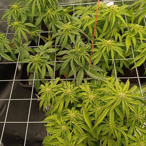 Royal Critical Auto Galaxy J. (3.) growlog timeline photo