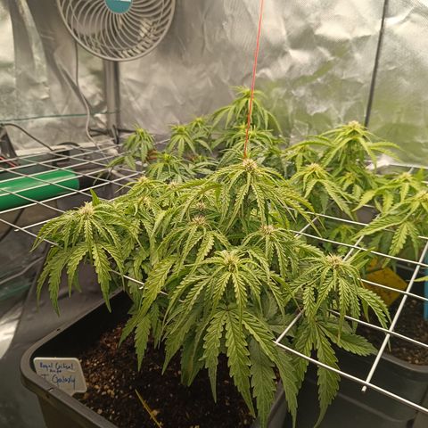 Royal Critical Auto Galaxy J. (3.) growlog timeline photo