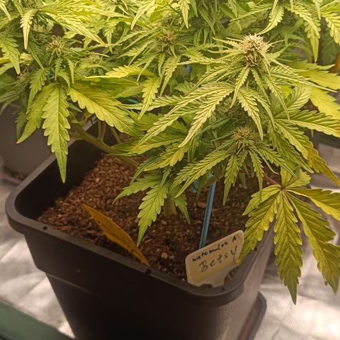 Watermelon Auto Betsy (3.) growlog photo: Eisenmangel durch falschen PH Wert. Messung ergab 6,5. 
Es gab eine leichte Nährlösung mit eingestelltem PH-Wert bei 5,5