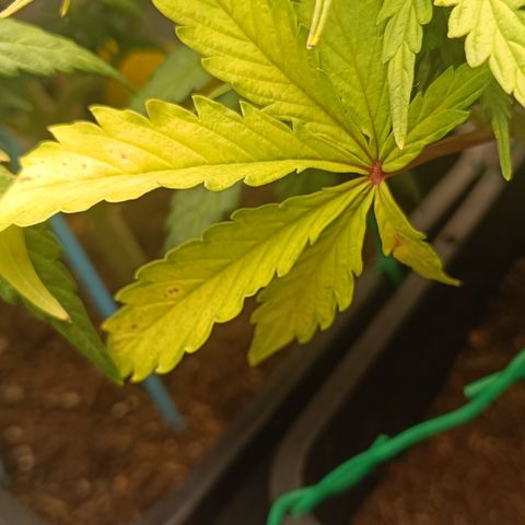 Watermelon Auto Betsy (3.) growlog photo: Eisenmangel durch falschen PH Wert. Messung ergab 6,5. 
Es gab eine leichte Nährlösung mit eingestelltem PH-Wert bei 5,5