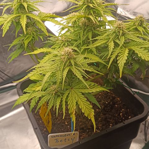 Watermelon Auto Betsy (3.) growlog photo: Große Segel entfernt 