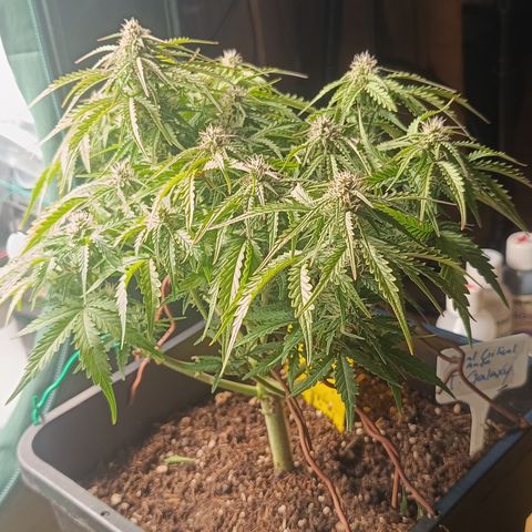 Royal Critical Auto Galaxy J. (3.) growlog timeline photo