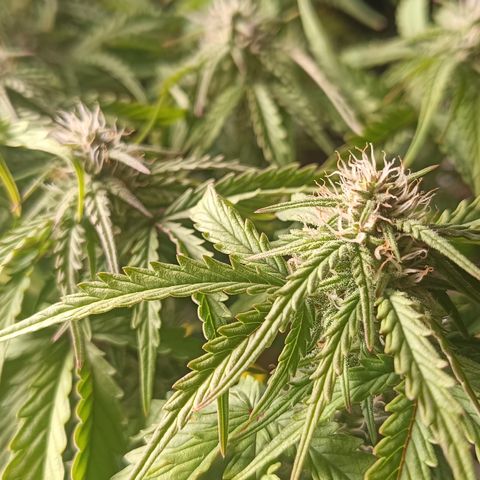 Royal Critical Auto Galaxy J. (3.) growlog timeline photo