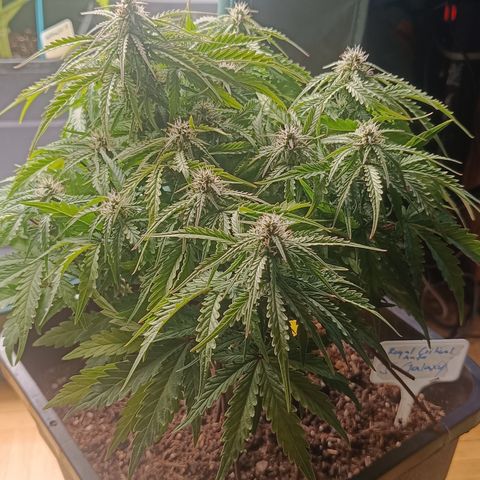 Royal Critical Auto Galaxy J. (3.) growlog timeline photo