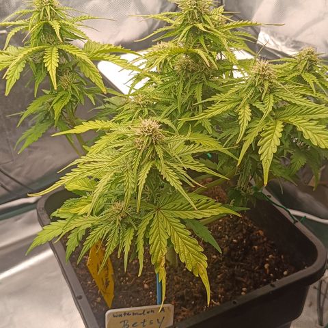 Watermelon Auto Betsy (3.) growlog timeline photo