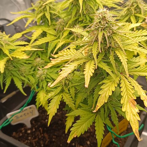 Watermelon Auto Betsy (3.) growlog timeline photo