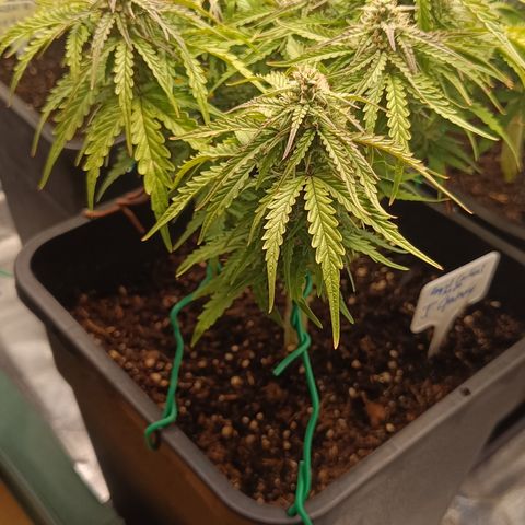 Royal Critical Auto Galaxy J. (3.) growlog timeline photo