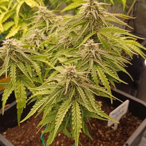 Royal Critical Auto Galaxy J. (3.) growlog timeline photo