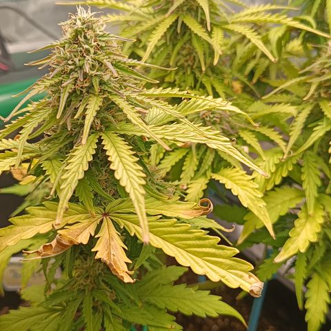 Watermelon Auto Betsy (3.) growlog timeline photo
