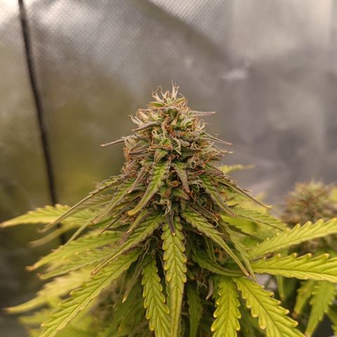 Watermelon Auto Betsy (3.) growlog timeline photo