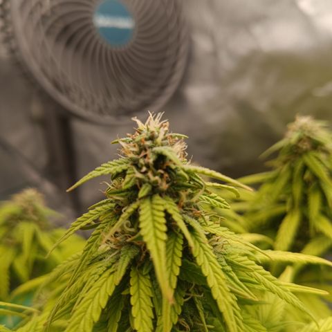 Watermelon Auto Doris (3.) growlog timeline photo